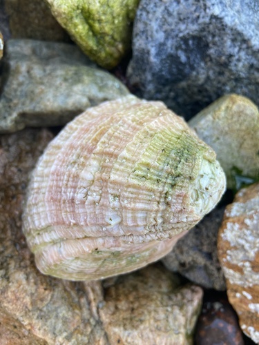 Concholepas concholepas (Bruguière, 1789)