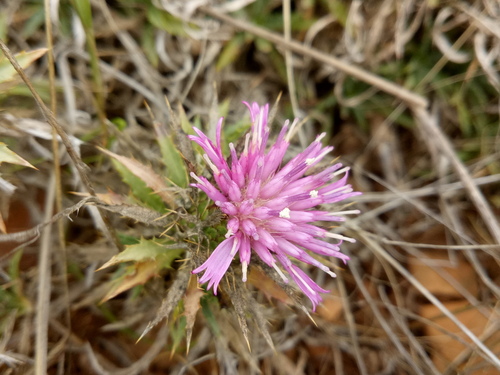 Atractylis caespitosa