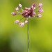 Allium scorodoprasum - Photo 由 Tig 所上傳的 (c) Tig，保留所有權利