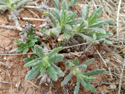 Southern Bugle