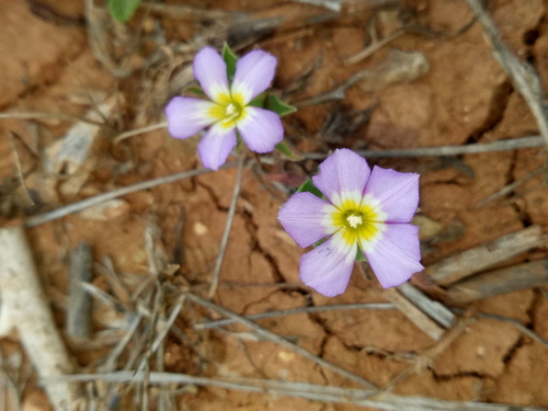 Convolvulus humilis