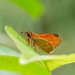 Large Skipper - Photo (c) ruimvs, all rights reserved, uploaded by ruimvs