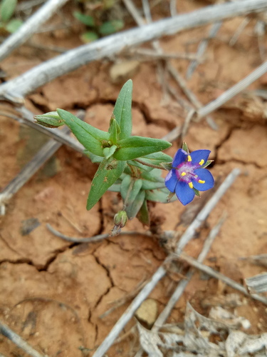 Foemina Blue Pimpernel