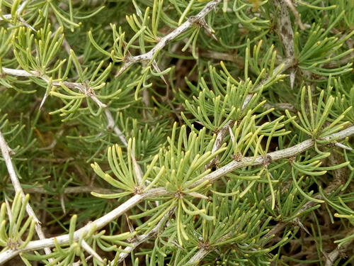 Asparagus albus
