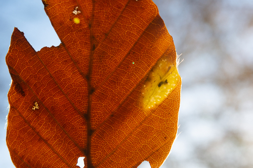 Beech Midget