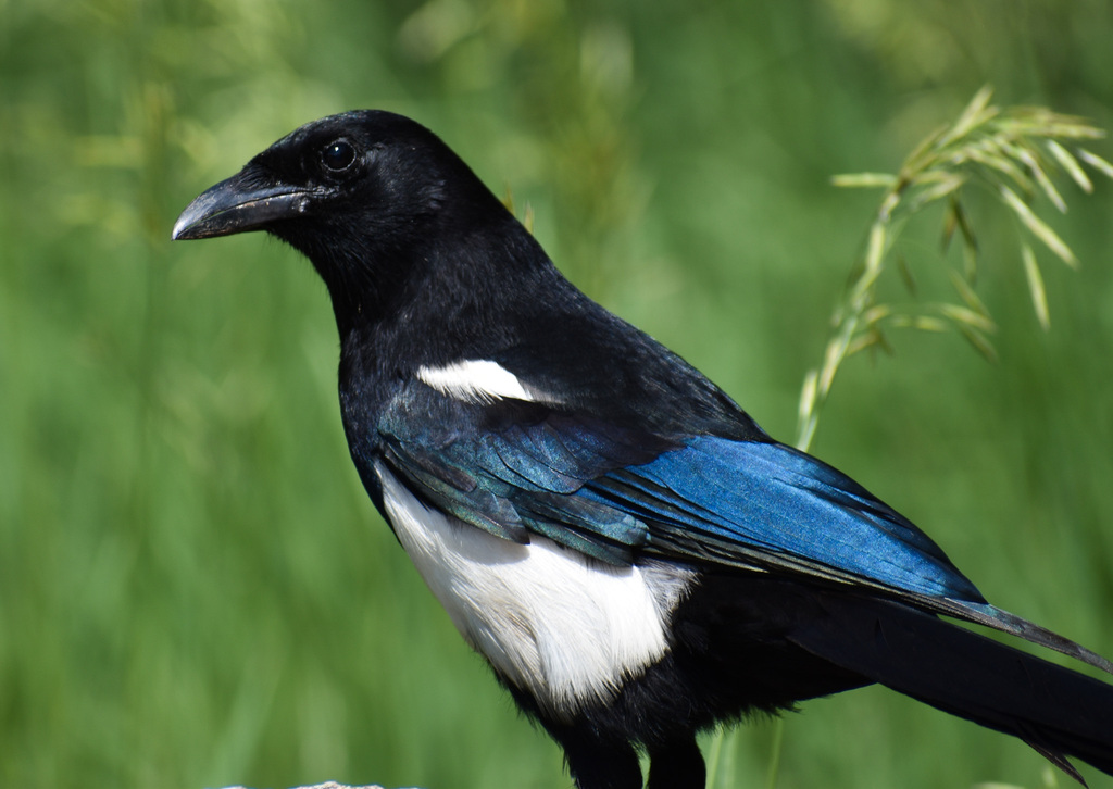 Black-billed Magpie from Chautauqua, Boulder, CO, USA on June 19, 2018 ...