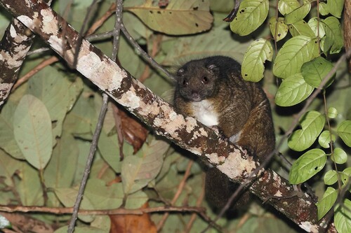 Reclusive Ringtail (Pseudochirops coronatus) — Vulnerable Mammalia