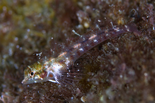 Enneapterygius pallidoserialis · iNaturalist