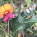 Holly Flame Pea - Photo (c) annbentley, all rights reserved