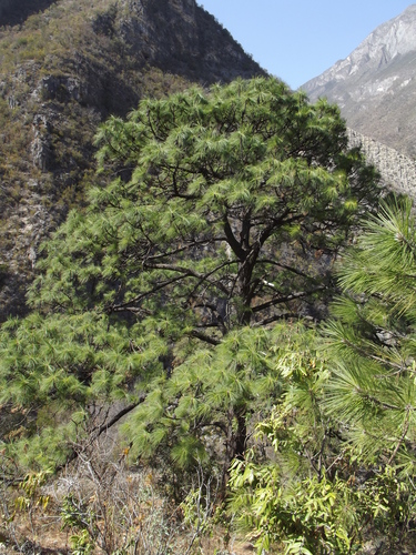 Arizona pine