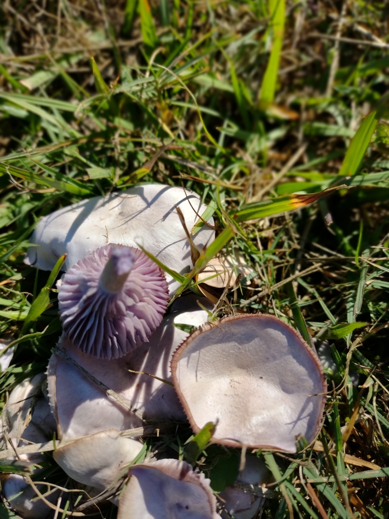 Lepista sublilacina from Bellbird Grove Road, Enoggera Reservoir QLD ...