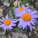 Asters - Photo (c) Harry Jans, all rights reserved, uploaded by Harry Jans