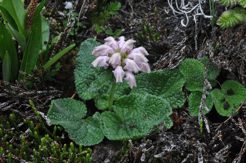 Tibetan Torchwort (Phlomoides tibetica)