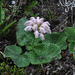 Tibetan Torchwort - Photo (c) Harry Jans, all rights reserved, uploaded by Harry Jans