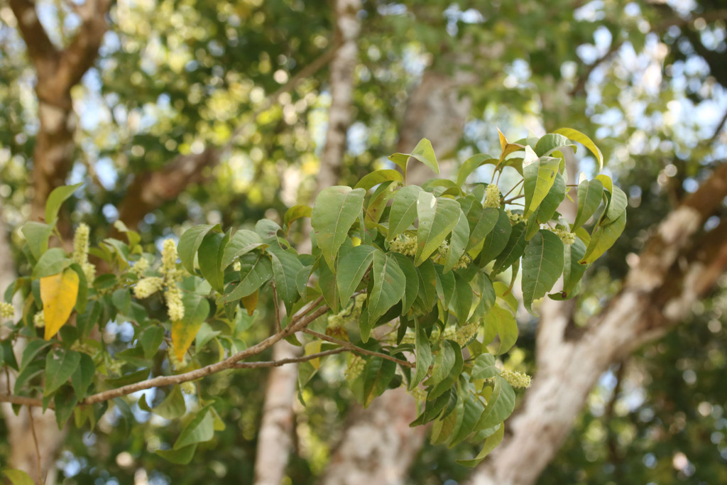 Thouinia from Tinúm Municipality, Yucatan, Mexico on February 15, 2023 ...