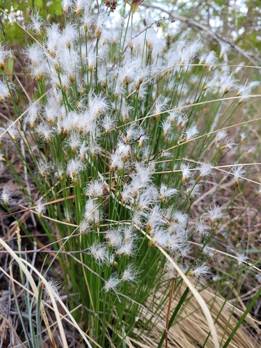 Trichophorum alpinum