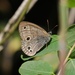 Palaeonympha opalina - Photo (c) zj_jay, all rights reserved
