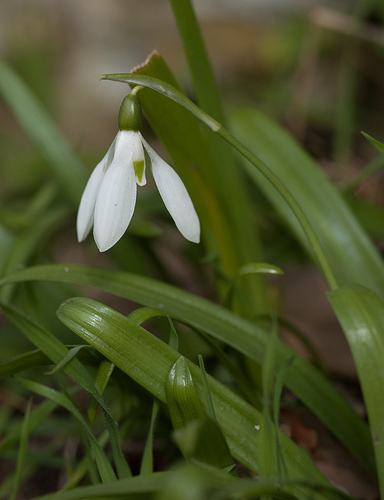Galanthus woronowii Losinsk.