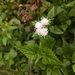 Ageratina glechonophylla - Photo (c) nicolee arana, all rights reserved, uploaded by nicolee arana