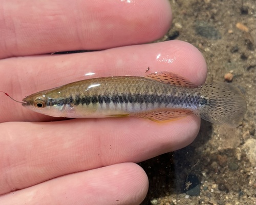 Blackstripe Topminnow