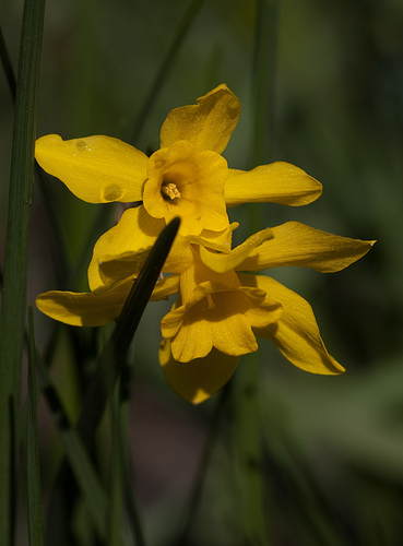 Narcissus X odorus