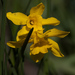 Campernelle Jonquil - Photo (c) Tig, all rights reserved, uploaded by Tig