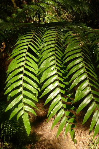 Rebecca Tree Fern (Gymnosphaera rebeccae) · iNaturalist