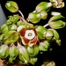 Prestonia annularis - Photo 由 Marcos Silveira 所上傳的 (c) Marcos Silveira，保留所有權利
