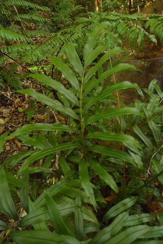 Parablechnum articulatum · iNaturalist