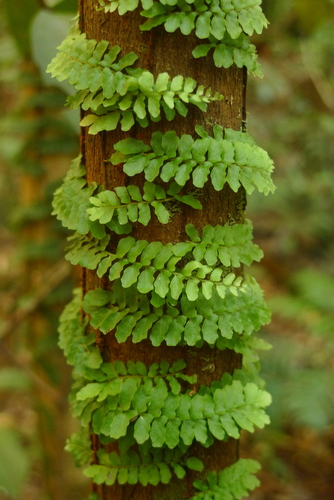 Lindsaea repens