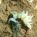 Fairy Tubeworm - Photo (c) tamsynmann, all rights reserved, uploaded by tamsynmann