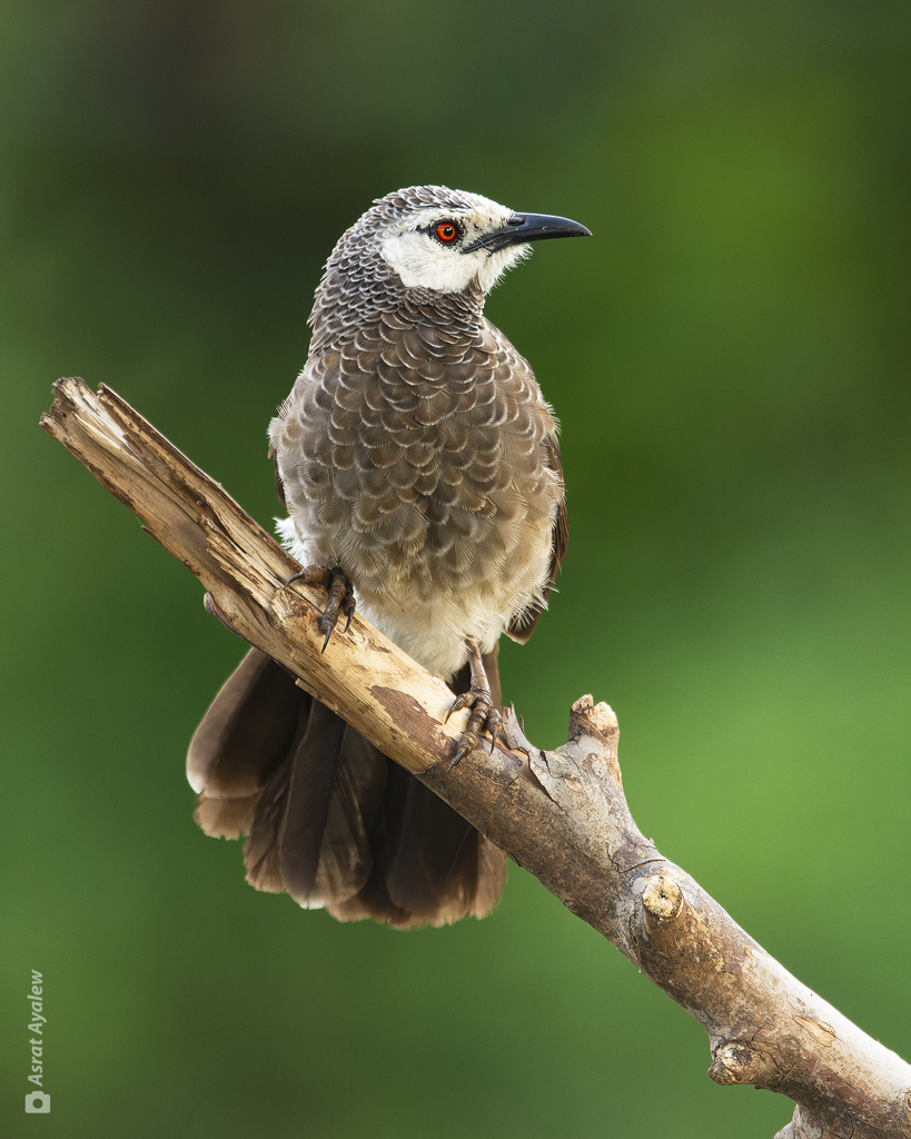 White-rumped Babbler photo