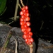 Red Pearls Anthurium - Photo (c) Marcos Silveira, all rights reserved, uploaded by Marcos Silveira