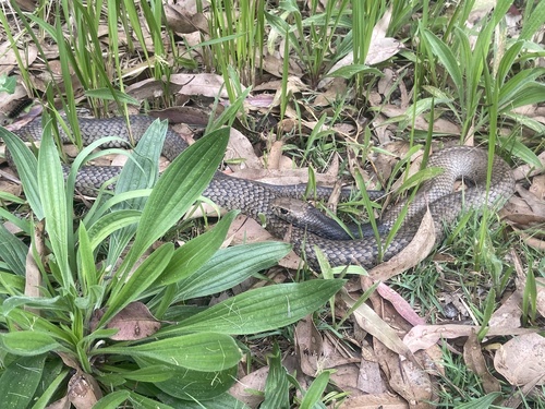 Eastern Brown Snake sighting