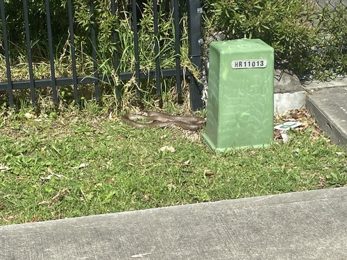 Eastern Brown Snake sighting