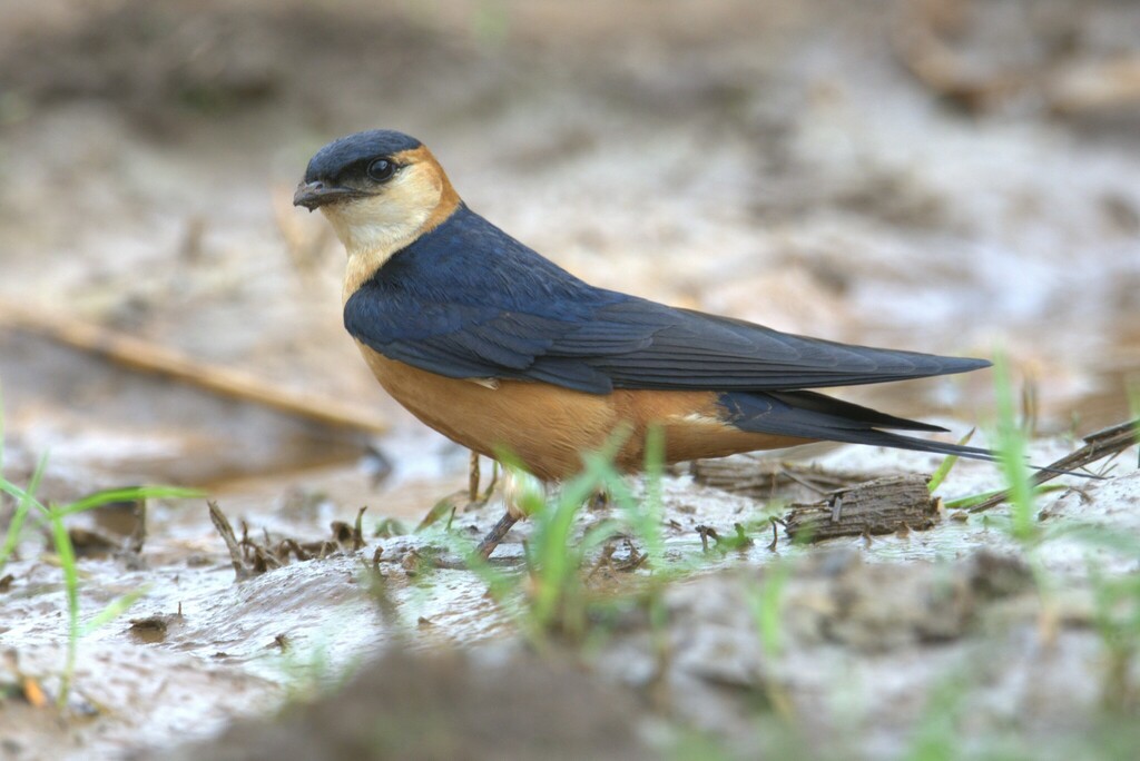 Mosque Swallow photo