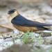 Mosque Swallow - Photo (c) Asrat Ayalew, all rights reserved, uploaded by Asrat Ayalew