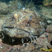 Lophius piscatorius - Photo (c) tamsynmann, όλα τα δικαιώματα διατηρούνται, uploaded by tamsynmann
