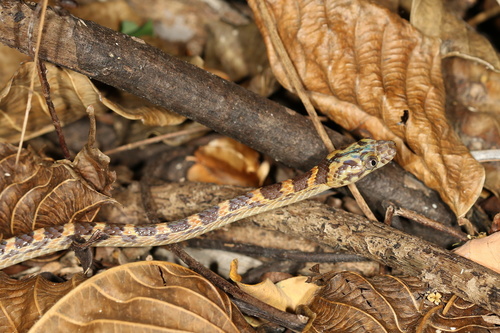 Ampijoroa Tree Snake