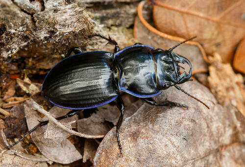 Pasimachus strenuus LeConte, 1874