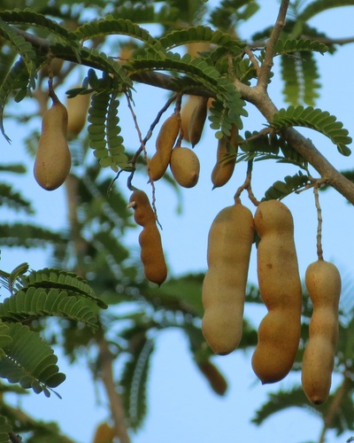Tamarind