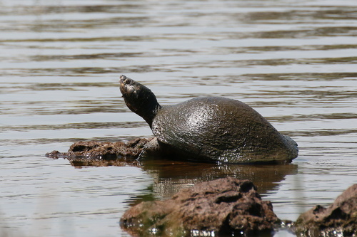 Madagascar Big-headed Turtle