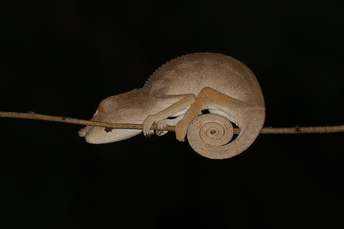 Angel's Chameleon