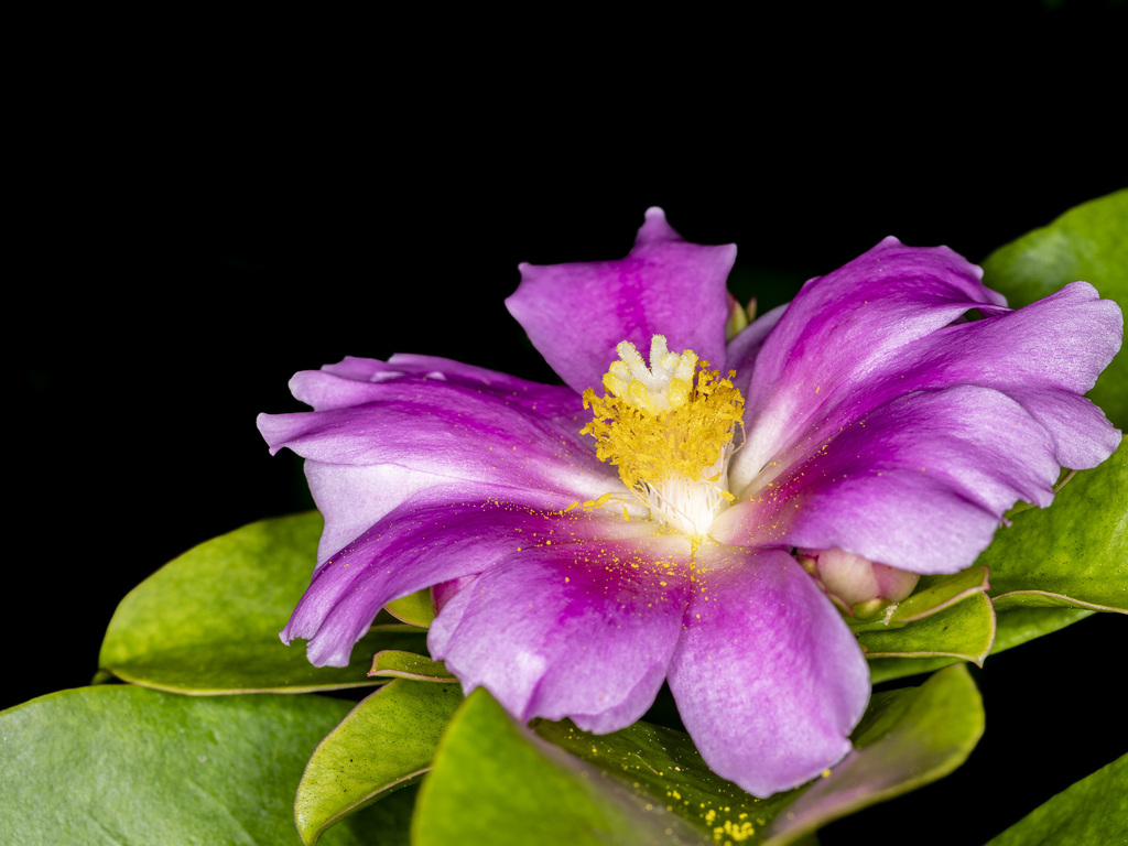 Rosa-Madeira (Pereskia grandifolia) · BioDiversity4All