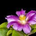 Rose Cactus - Photo (c) Vinícius Rodrigues de Souza, all rights reserved, uploaded by Vinícius Rodrigues de Souza