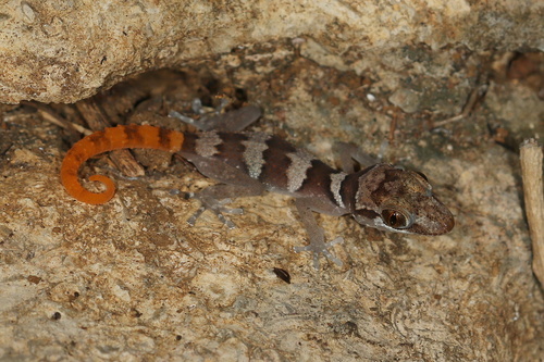 Northern Madagascar Leaf-toed Gecko