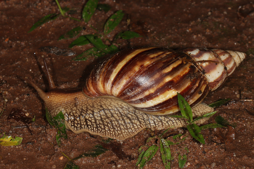 Giant Blonde Snail