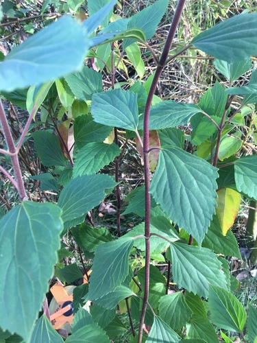Crofton Weed