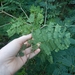 Senegalia riparia - Photo 由 Emily V Menzel 所上傳的 (c) Emily V Menzel，保留所有權利
