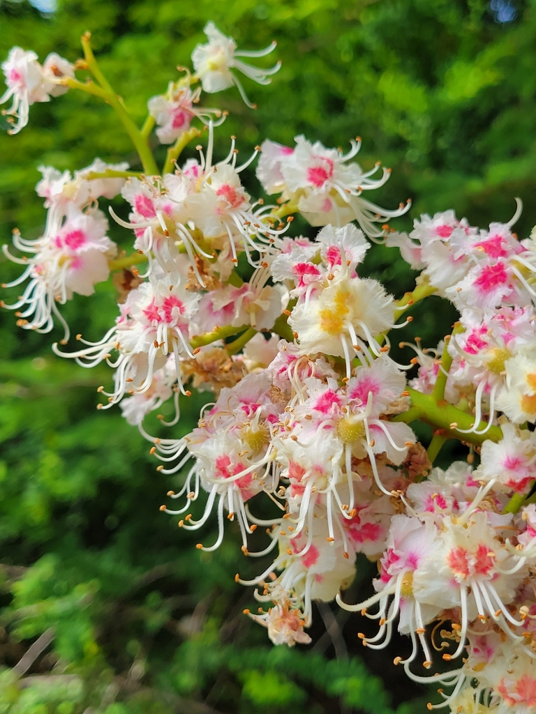 Aesculus hippocastanum
